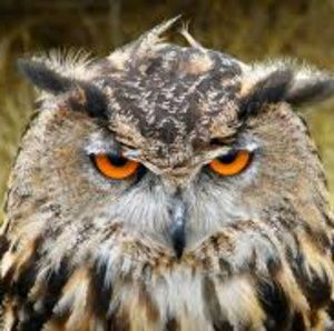 Meet your Posher, Maggie